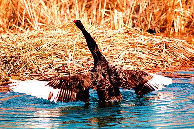 《艾尔登法环：黑夜君临》已是Steam愿望单第七大游戏